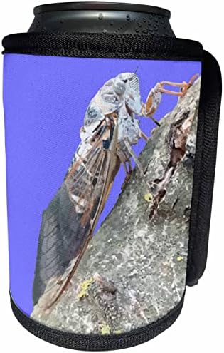3Droza Taiche - Vector Art - Cicada - Cicada Vector - Can Cool Walt wathit