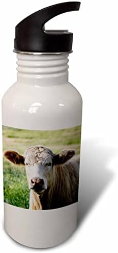 3dRose Danita Delimont - goveda-krupni plan krave na pašnjaku. - Flaše Za Vodu