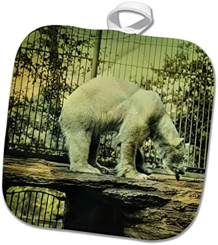 3Droza Magic Lanter Slide Vintage Ručna u boji Polarni medvjed u zoološkom vrtu - Pothilders