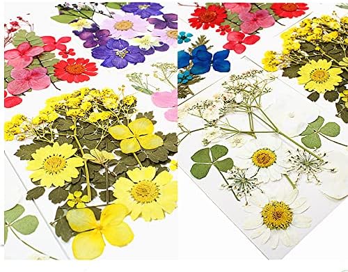 Pravi prirodni sušeni cvjetovi za smole, sušene prešane cvijeće za obrtni scropbooking pribor za izradu