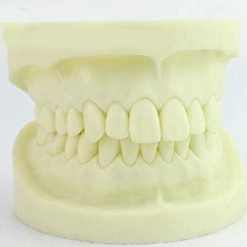 28 zuba bijeli korundum zubni zubi model izrađen od super-tvrdog medicinske anatomske nastave