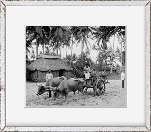 Beskonačne fotografije Foto: Portorikanska zemlja scena,volovski timovi,stan,kolibe,strukture,San Juan,Rico, c1903