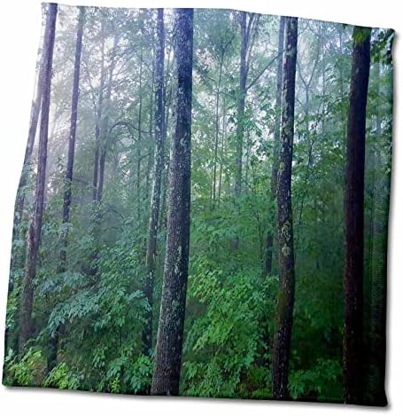 3Droza TDSWITE - Ljetne sezonske prirodne fotografije - Woods maglovit jutro - ručnici