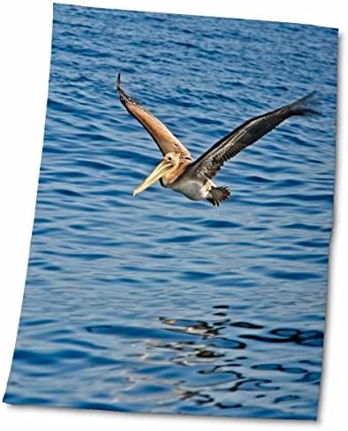 3Droza Boehm ptica fotografija - smeđa pelikan sa obale Kalifornije - ručnici
