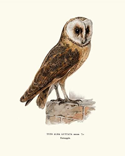 Vintage Owl Prints kompanije Ink Inc. / Bird Wall Art / Prints Nature / Boho Farmhouse Decor / Set