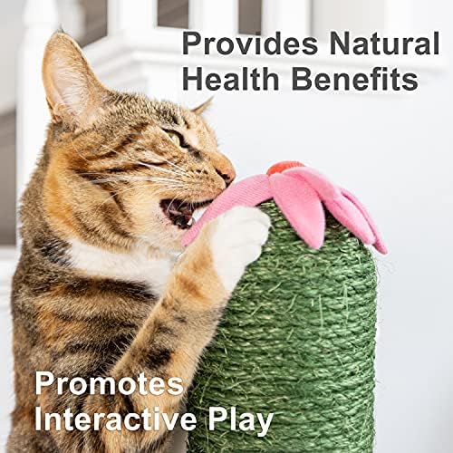 Petfusion Cactus mačji stub za grebanje sa kućicom za mačke | Viševisinski stupovi za mačke, prirodni izdržljivi Sisal & interaktivno cvijeće za igračke | Premium krevet za mačke uključen| 15,75 x 15,75 x 41 inča