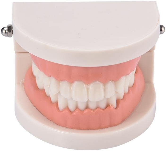 Pro Model za bijeli zub za odrasle bijele zube Standardna stomatološka nastavna studija Typodont