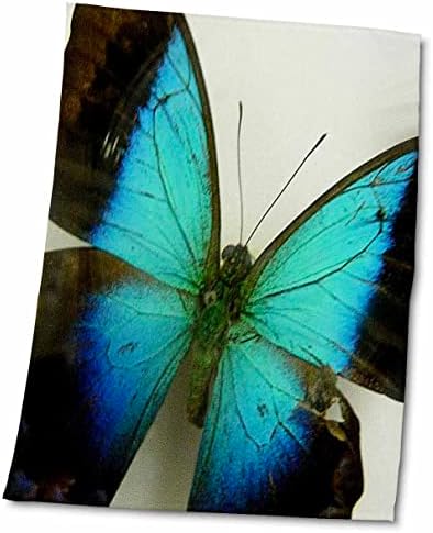3Droza Florene Priroda N Životinje - Florida Butterfly - Ručnici