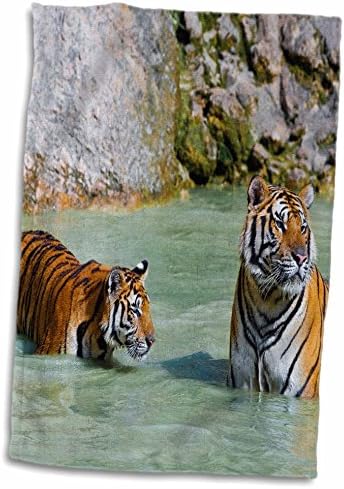 3drose tigrovi u vodi, indokinjski tigar ili korbets Tiger, Tajland - Ručnici