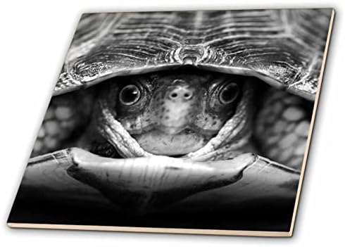 3drose crno-bijela makro fotografija kornjače koja izlazi iz njegove ljuske. - Pločice.