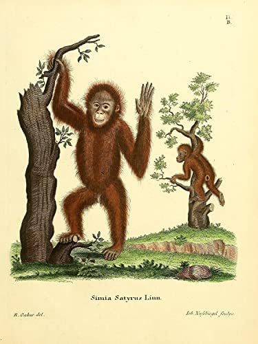 Bornean Orangutan Primate Monkey Vintage Wildlife učionica ured dekor Zoologija Antique Illustration Fine