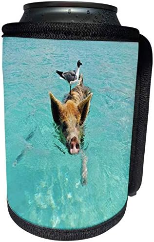 3Droza - Florene - Životinje - Print plivanja u Staniel Cay Bahami - Can Cool Walt Walt