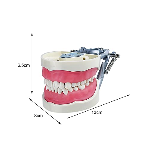 YOUYA DENTAL TM-022 nastavni alati za učenje Typodont artikulirani model anatomije sa 32 uklonjiva zuba…