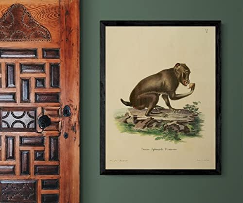 Chacma Cape Babun Primate Monkey Vintage Wildlife učionica ured dekor Zoologija Antique Illustration