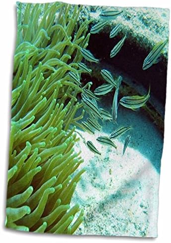 3drose podvodna životinja - podvodna anemona - ručnici