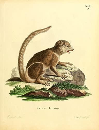 Eastern Woolly Lemur Primate Monkey Vintage Wildlife učionica ured dekor Zoologija Antique Illustration