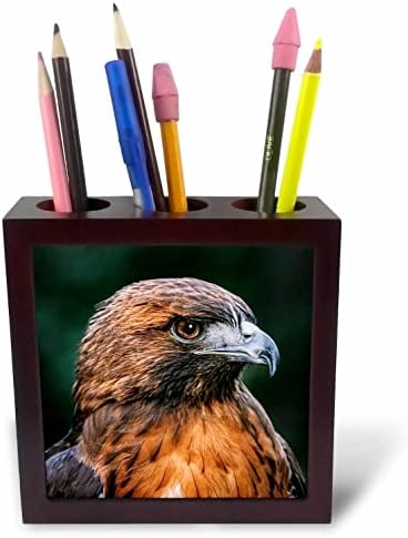 3drose fotografija Crvenorepog sokola koji gleda držače olovke sa levim pločicama