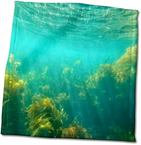 3droze pod vodom Kelp šume s otoka Catalina - Ručnici