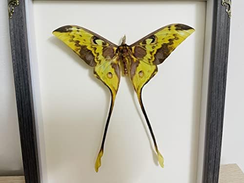 Actirs Maenas malezijski mjesec Real Moth uokvirena entomologija Kolekcionarska sjenkaB-AA1