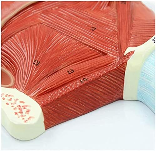 Naučni ljudski anatomijski model, model anatomija oralnog mišića, digitalna marka ručno oslikana za studijsko