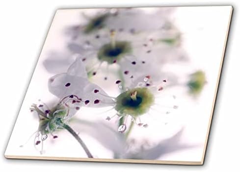 3dRose makro fotografiju cvjetanja sa uslužnog bobičastog drveta. - Pločice.