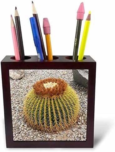 3dRose jedna stvar o pustinji uvek ste blizu držača olovke za kaktuse
