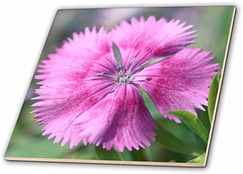 3drosirajte makro fotografiju ružičastog diantusa u cvatu. - Pločice.
