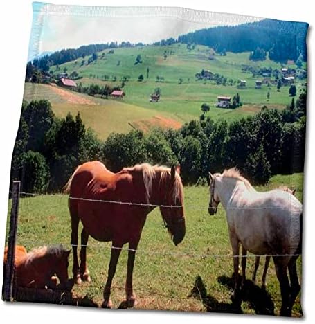 3Droza TDSWITE - Konjske konjičke fotografije - Konji Scenic Hill Pozadina - ručnici