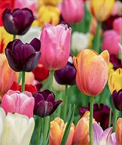 10 Miješanih Lukovica Tulipana
