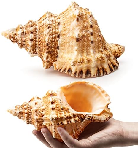 Giant Prirodni Conch Shell, žaba Seashell 1 Shell 7-8 inča, velika morska ljuska za vazu za punjenje,