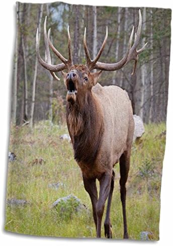 3Droza Kanada, Alberta, Jasper NP. Bull Elk Bugling. - Ručnici