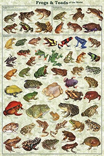 Žabe & žabe svijeta obrazovne nauke učionica grafikon Print Poster 24x36