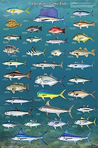 Trgovac slikama laminirana igra sa slanom vodom riba Sjeverne Amerike obrazovna referentna Tabela Print Poster