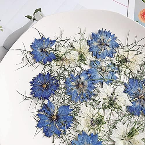 AKBQ 24 PCS Love-in-a-mag sušeni prešani cvijeće za rezinu za snimanje nakita, scrapbooking diy i smola umjetničke cvjetne dekorske dekore, plave boje