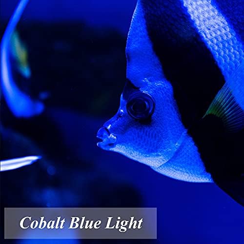 AmeriLuck Kobaltno plave boje LED filament A19 sijalice, 40W ekvivalent, E26 Srednja baza