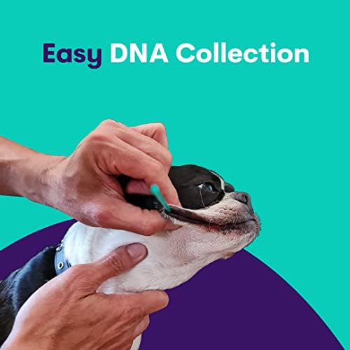 ORIVET komplet za DNK testiranje pasa-Border Collie profil pune pasmine / testiranje šteneta protiv 250 zdravstvenih rizika i osobina / genetski otisak prsta i Wellness Plan / kod kuće bris obraza