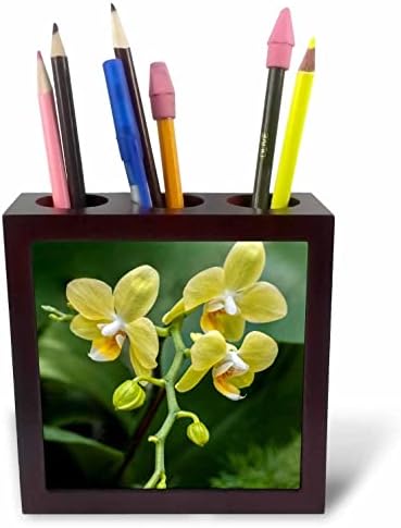 3dRose Danita Delimont-orhideja cvjetnog moljca. - Držači Olovki Za Pločice