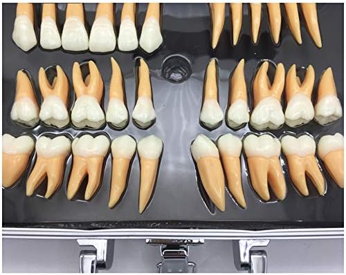 KH66ZKY 2,5 puta sa dva u boji model trajnog zuba - Dentalni demonstracijski model zuba - Model zuba za nastavu,